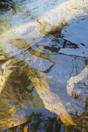 ws water - 16.jpg